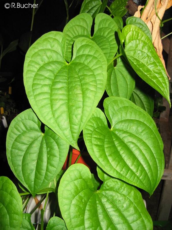 Exotische Nutz und Zierpflanzen Dioscorea bulbifera