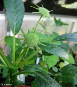 Exotische Nutz und Zierpflanzen Dorstenia foetida