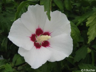 Hibiscus syriacus 