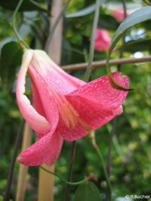 Lapageria rosea