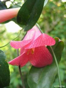 Lapageria rosea