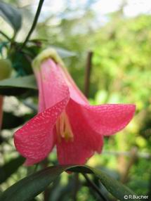 Lapageria rosea