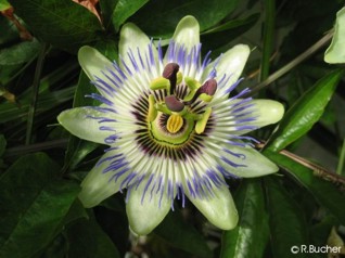 Passiflora caerulea 