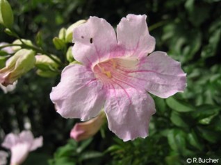 Podranea ricasoliana