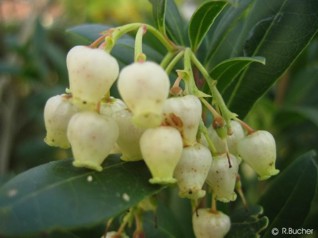 Arbutus unedo 