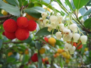 Arbutus unedo 