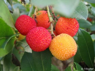 Arbutus unedo 