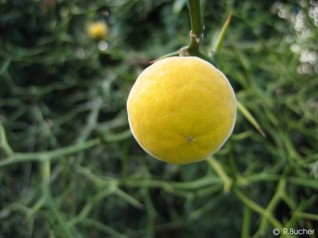 Poncirus trifoliata