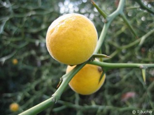 Poncirus trifoliata