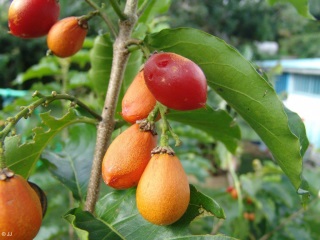 Bunchosia armeniaca