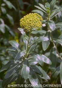 Bupleurum fruticosum