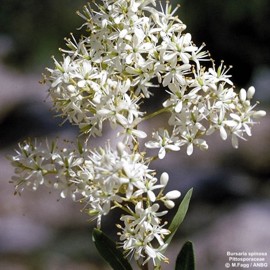 Bursaria spinosa