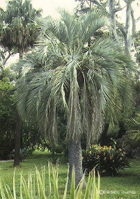 Butia capitata