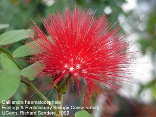 Calliandra haematocephala