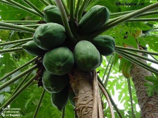 Carica papaya 'Waimanolo'