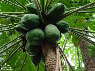 Carica papaya 'Sunrise Solo'