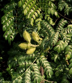 Caesalpinia bonduc