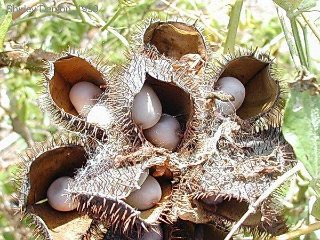 Caesalpinia bonduc