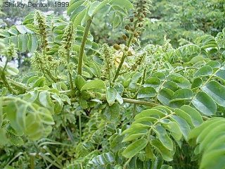 Caesalpinia bonduc