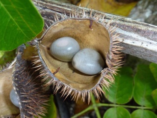 Caesalpinia bonduc