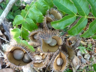 Caesalpinia bonduc