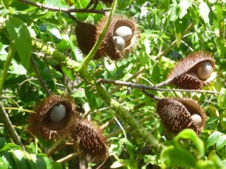 Caesalpinia bonduc