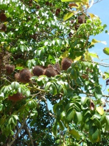 Caesalpinia bonduc