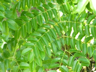 Caesalpinia bonduc