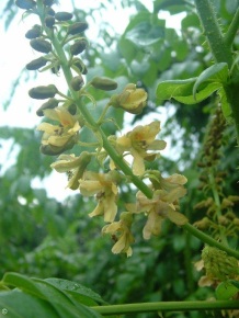 Caesalpinia bonduc