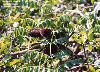 Caesalpinia bonduc