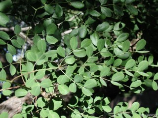 Caesalpinia cacalaco