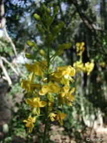 Caesalpinia cacalaco