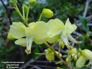 Caesalpinia decapetala