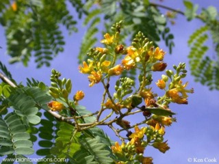 Caesalpinia ferrea