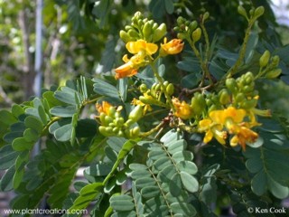 Caesalpinia ferrea