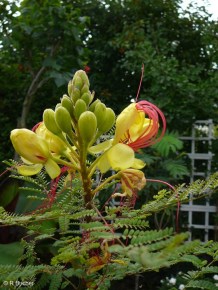 Caesalpinia gilliesii 