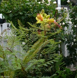 Caesalpinia gilliesii