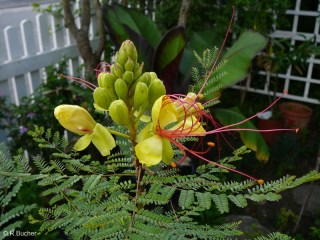 Caesalpinia gilliesii 