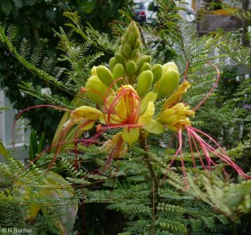 Caesalpinia gilliesii 