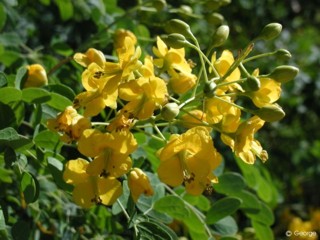 Caesalpinia mexicana