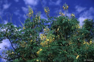 Caesalpinia mexicana