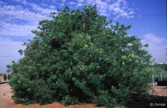 Caesalpinia mexicana