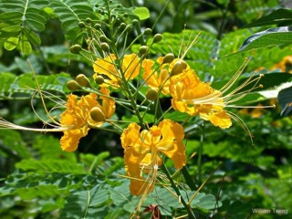 Caesalpinia pulcherrima 'Flava'