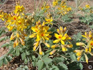 Caesalpinia repens 