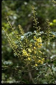 Caesalpinia scortechinii