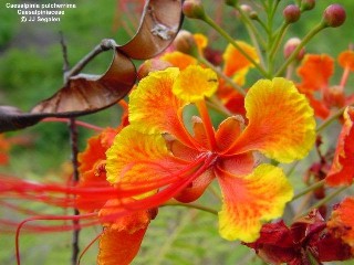 Caesalpinia pulcherrima