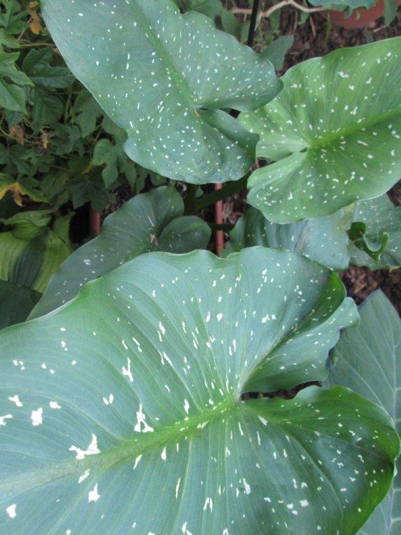Exotische Nutz und Zierpflanzen Zantedeschia aethiopica 'White Giant'