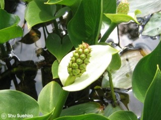 Calla palustris