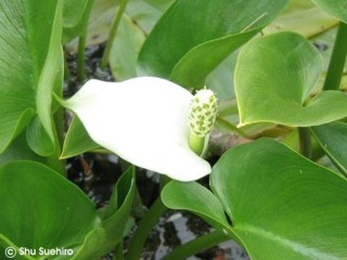 Calla palustris