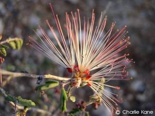 Calliandra eriophylla